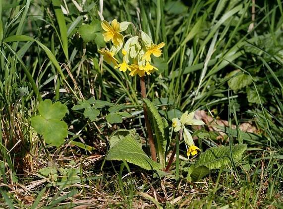 Prvosenka Primula sp. | Blanokřídlí v Praze