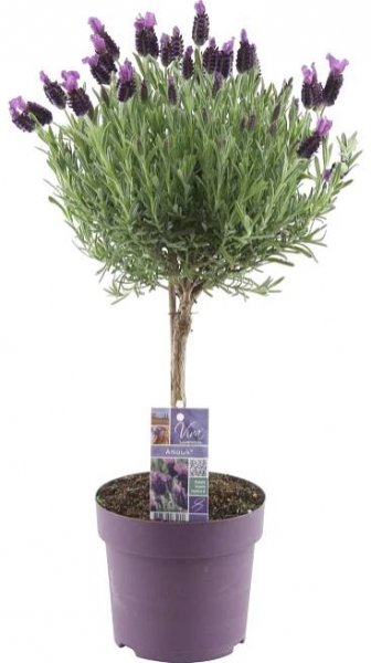 OBI Levandule "Anouk" na kmínku pr. květináče cca 15 cm Lavandula stoechas nakoupit u OBI