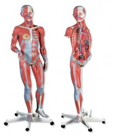 Model lidského svalstva - oboupohlavní - na pojízdném stojanu - 45 částí - modely lidských svalů