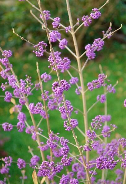 Callicarpa bodinieri Profusion 40-60