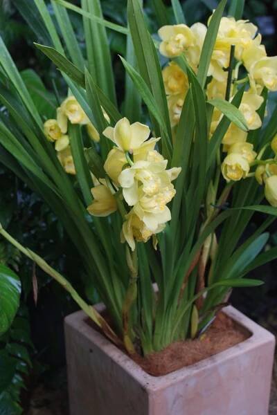 Orchideje v Troji 2012