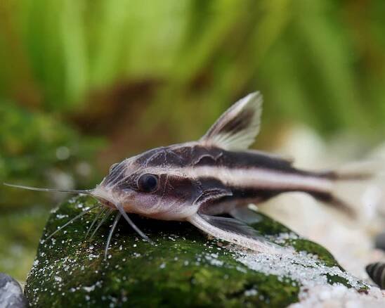 Lini catfish - Platydoras costatus