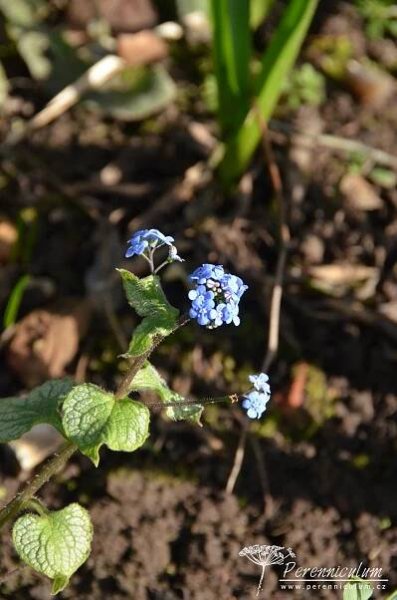 Brunnera macrophylla 'Jack Frost' | Perennicullum