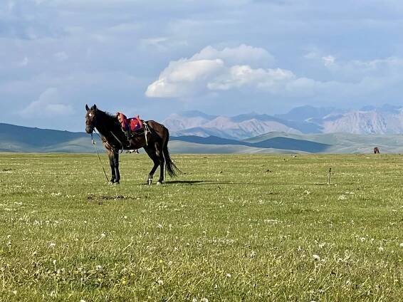 Short ride Kyrgyzstan 2024 | Horsemenistán