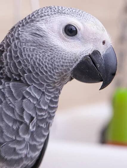 Purchasing an African grey baby - Psittacus