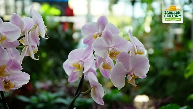 Orchideje do teplého bytu - Zahradní centrum pod kloboukem