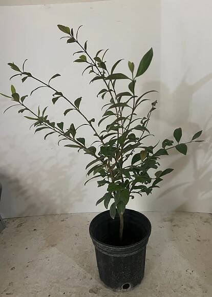 Lara Farms Nursery – Lara Farms Miami 