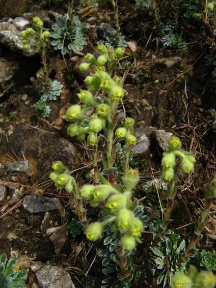 Lomikámen - Saxifraga luteo-viridis