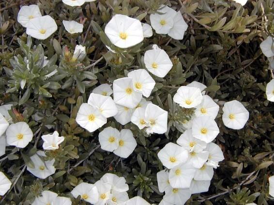 Riego Convolvulus cneorum