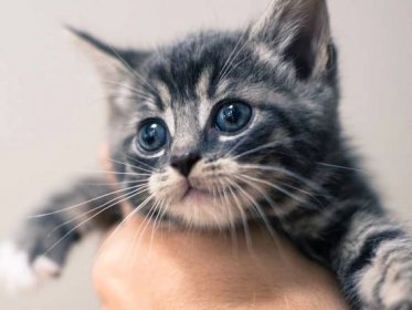 Kočky už nebudou u lidí vyvolávat alergie? Technologie CRISPR to dokáže - NeposlušnéTlapky
