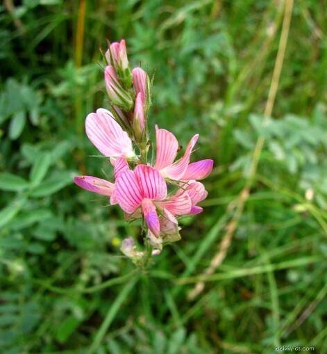 Jehlice trnitá (Ononis spinosa)