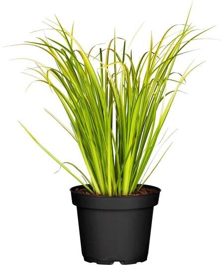 Grow by OBI Puškvorec Ogon, okrasný Acorus gramineus, pr. květináče 14 cm