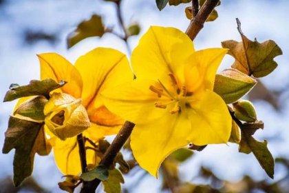 13 Gorgeous Flowering Trees That Thrive in South Carolina