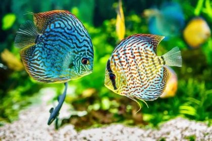 akvárium zobrazující dvě tropické ryby symphsodon disku - vrubozubcovití - stock snímky, obrázky a fotky