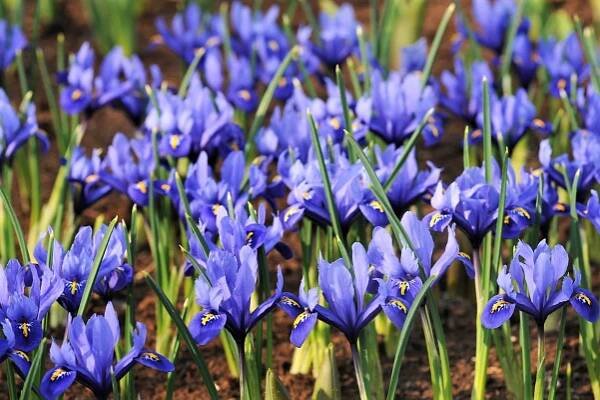 Nejkrásnější první jarní cibuloviny: Kosatec nebo taky kosateček síťkovaný (Iris reticulata) 
