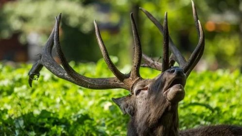 Ostravskou zoo se nese naléhavé vábení jelena wapiti - Novinky
