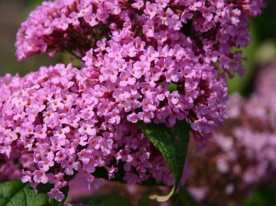 Komule PINK DELIGHT