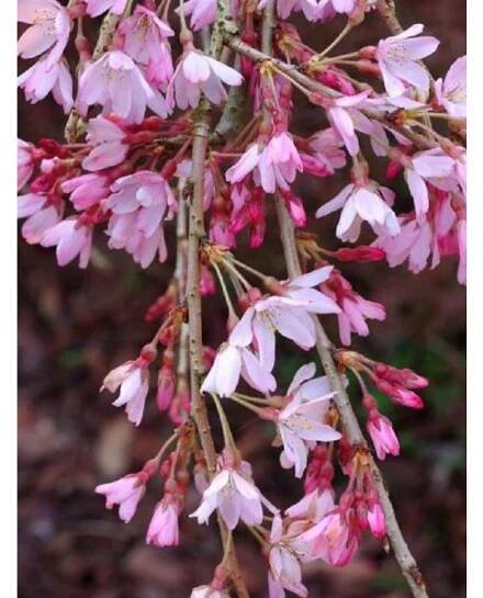 Třešeň chloupkatá 'Pendula Rubra' - Zahradnictví Spomyšl