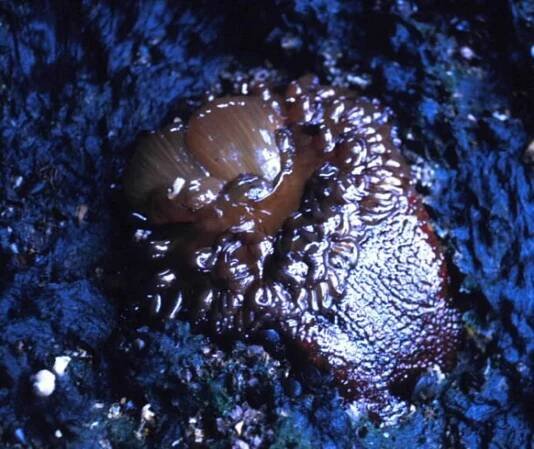 Bezplatný obrázek: moře, anemone