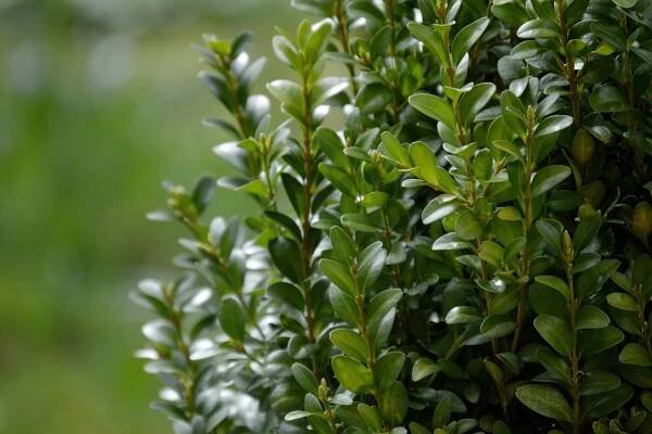 Buxus (zimostráz) často trápí škůdci a choroby