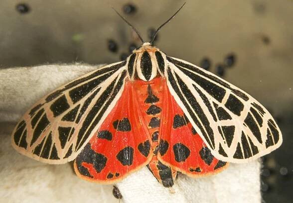 8197-–-Apantesis-virgo-20200709-Burrage-Pond-WMA-Hanson-MA-A0629_Cs