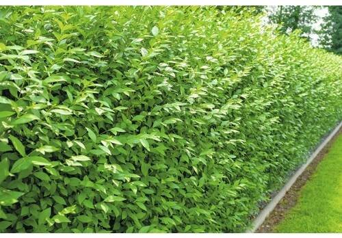 Ptačí zob stálezelený FloraSelf Ligustrum vulgare 'Atrovirens' 40-60 cm click květináči v balení 10 ks