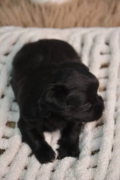 Eliot -Male Morkie 50