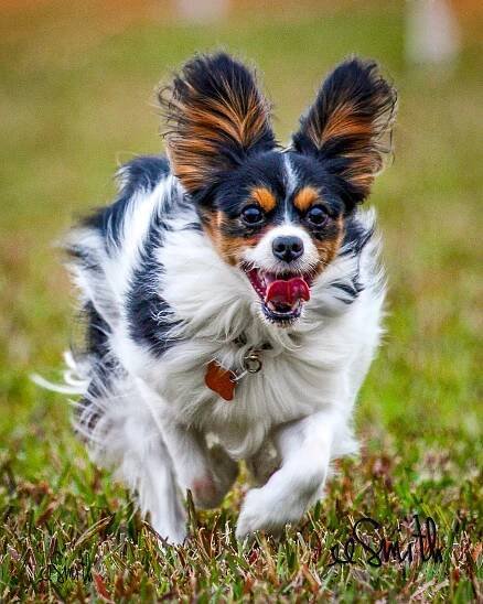 ee Smith Photography - Woof