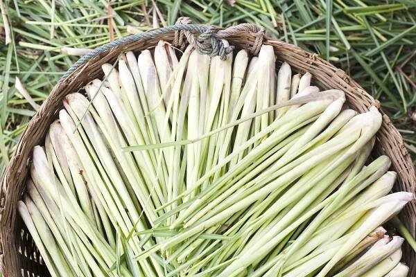 Citronová tráva má schopnosti aspirinu a je perfektní na vaření