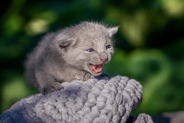 Купить русского голубого котенка. Купить котенка русской голубой. Фото котят русской голубой. Котенок русской голубой.