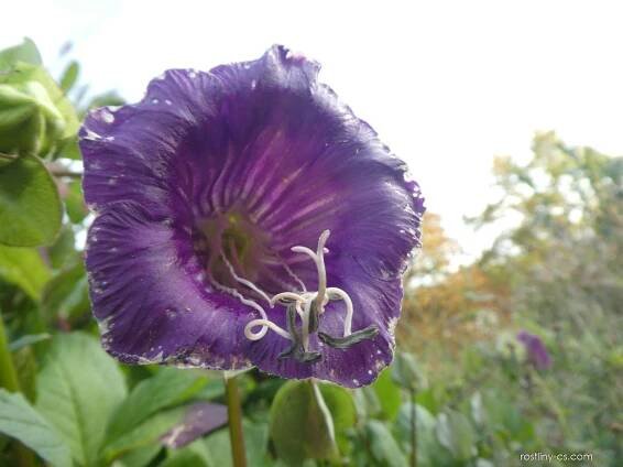 Vilec šplhavý - květ (Cobaea scandens)