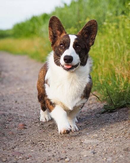 Becorginal Welsh corgi Cardigan 