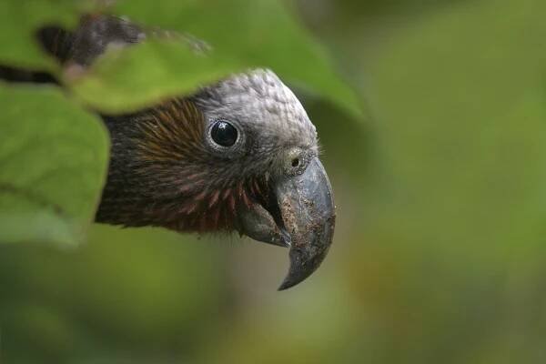 “Wild – as nature intended”: Wildlife spotting at Zealandia Ecosanctuary