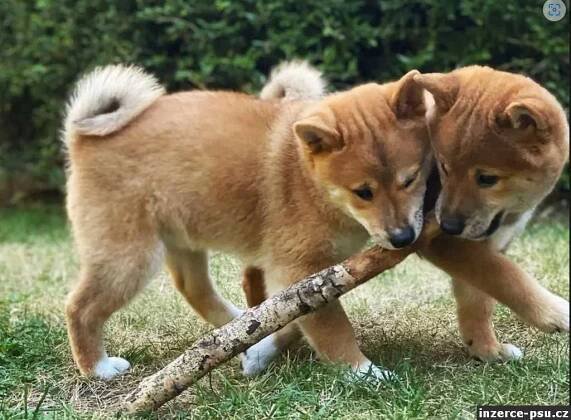 Prodám čistokrevná štěňata shiba inu.