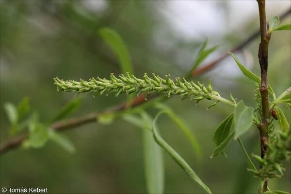 fotografický klíč k určování cévnatých rostlin :: BOTANICKÁ FOTOGALERIE