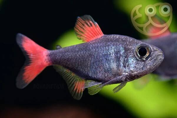 Eilyos Tetra - Hyphessobrycon eilyos Fish Profile & Care Guide