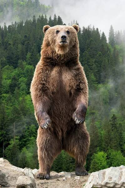 Big brown bear standing on his hind legs stock photography