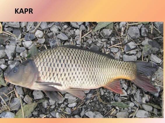 PPT - OBRATLOVCI PowerPoint Presentation, free download - ID:4080090