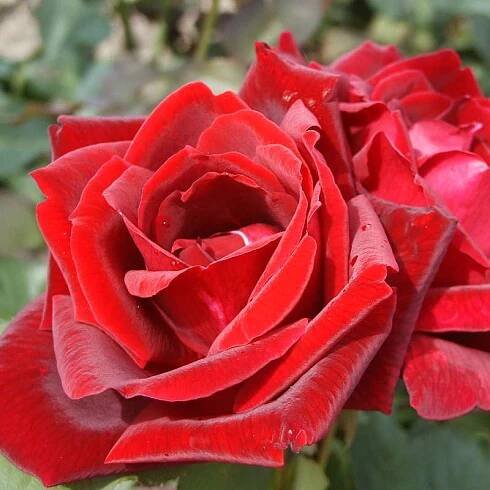 Rosa hybr. (CH)  Papa Meiland