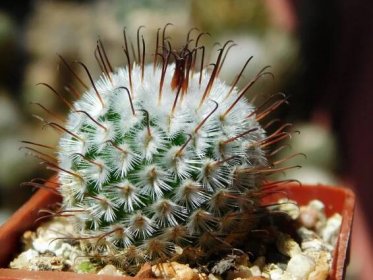 Kaktusy/sukulenty: Mammillaria perezdelarosae - Dům a zahrada