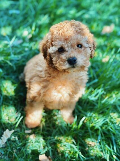 Puppies We Have Sold 