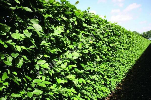 Habr obecný - předpěstovaný živý plot - Carpinus betulus - předpěstovaný živý plot