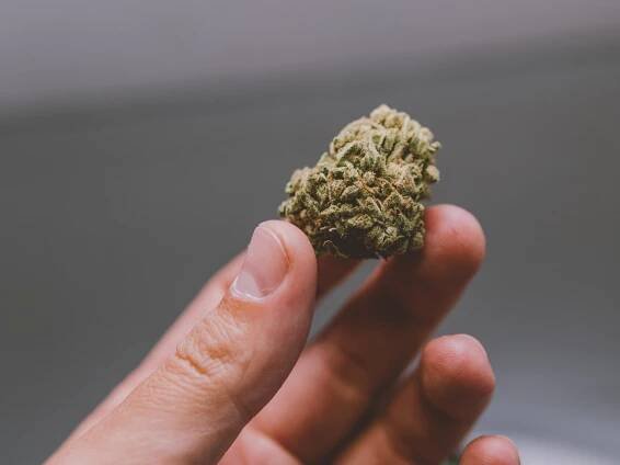 CBD vs. THC: Differences, Effects, and Side Effects - Purchase Cannabis & CBD Oil Online