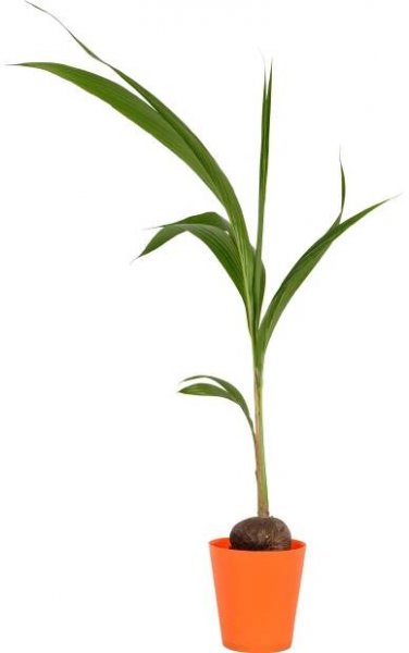 Kokosovník ořechoplodý průměr květináče cca 20 cm