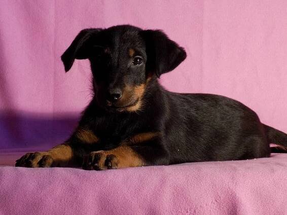 Beauceron - poslední volná štěňátka s PP - Lažany (Plzeň - jih), Prodám
