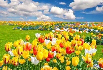 Jarní tapeta č.: 78608 | příroda, photoshop, jaro, tulipány, nebe ... |  Flower landscape, Field wallpaper, Tulip fields