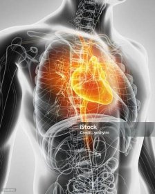 3D ilustrace Srdce, lékařský koncept. - Bez autorských poplatků Srdce - Konceptuální symbol Stock fotka