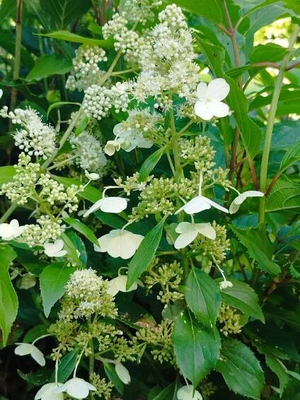 Hydrangea paniculata 'Kyushu' 