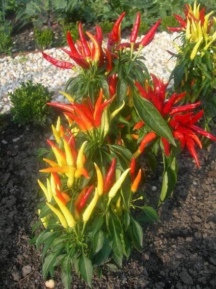 Paprika setá
