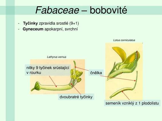 PPT - Fabaceae – bobovité PowerPoint Presentation, free download - ID:5200762